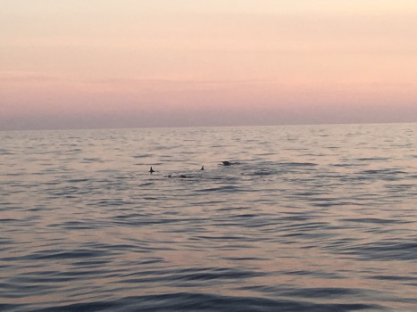 Photo of dolphins